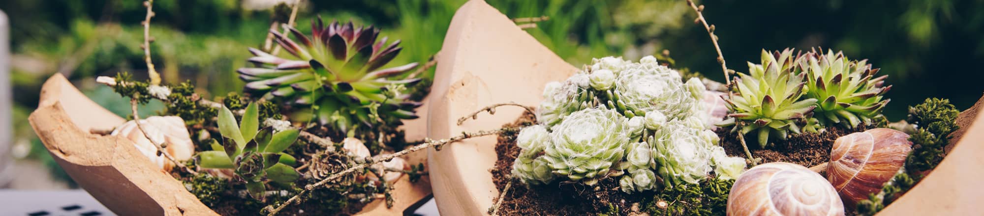 pot or shards in terracotta decorated naturally