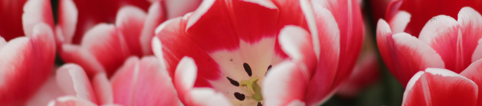 Blattläuse «züchteten» die teuerste Tulpe