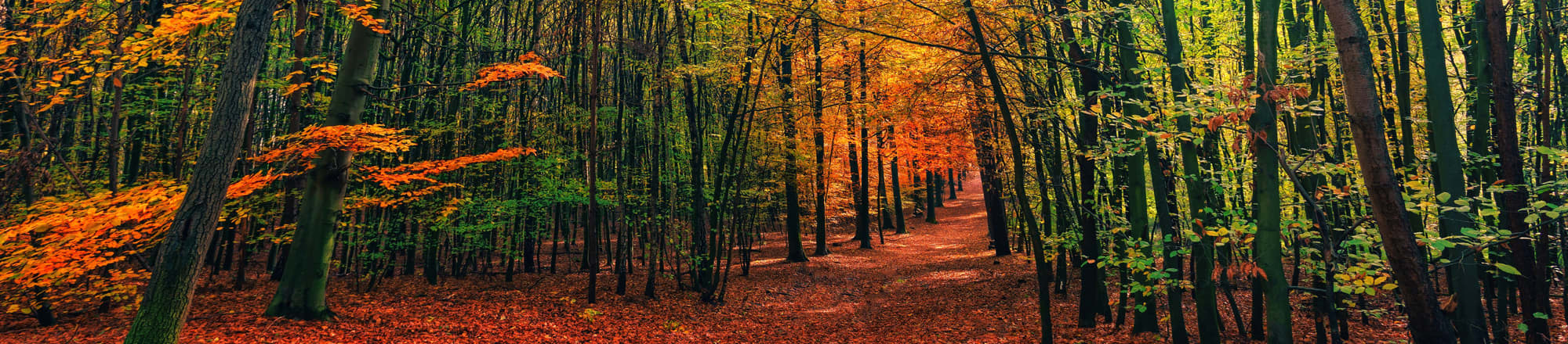 Indian Summer - eindrucksvoll, verführerisch und voller Überraschungen