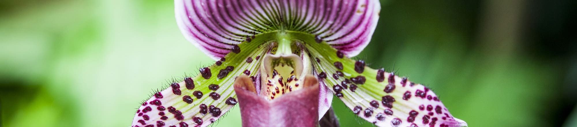 In Flirtlaune: Was Orchideen alles tun, um bestäubt zu werden