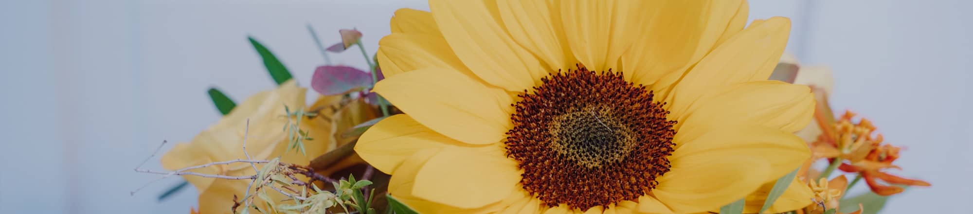 Pflegetipps für spezielle Schnittblumen 