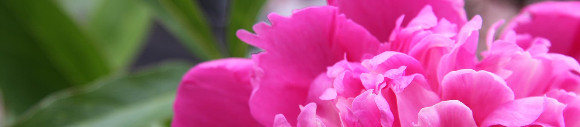 Grandes fleurs, délicatement parfumées - les pivoines inspirent