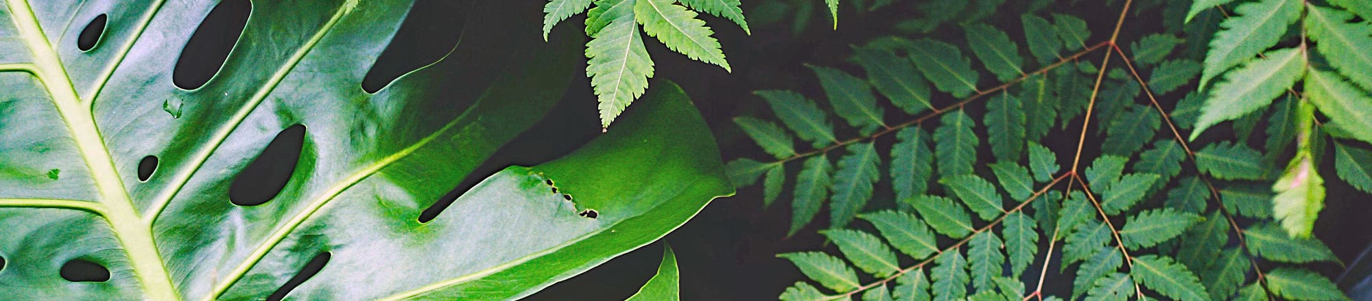 Foliage plants