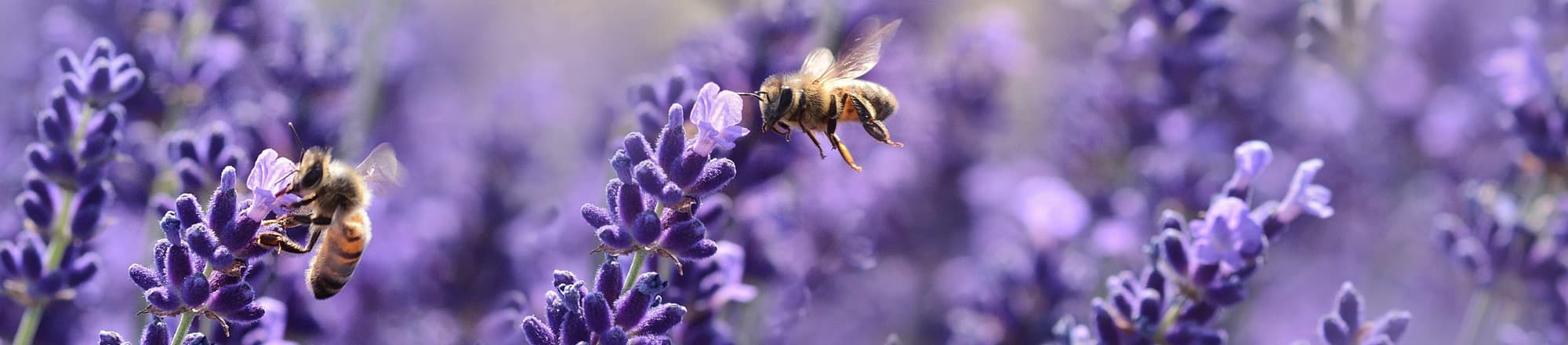 Honig von Bee-Family