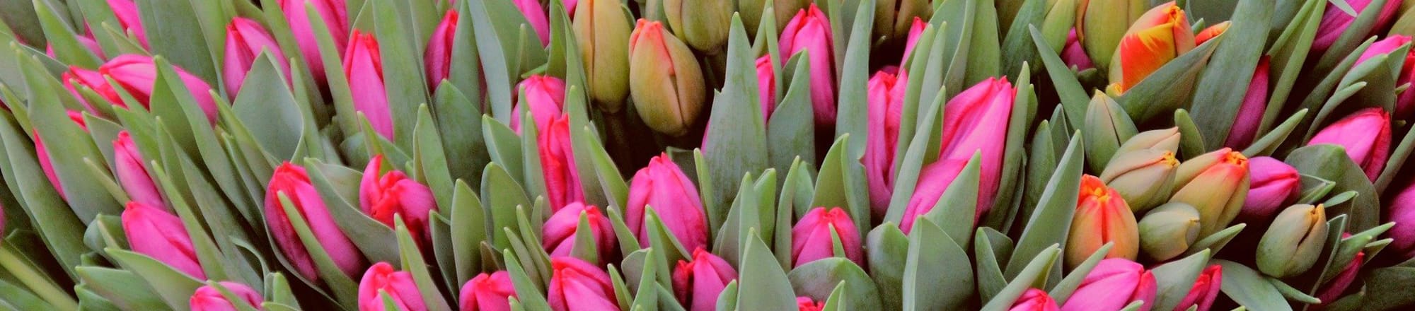 I tulipani significano vita nuova, immortalità e amore