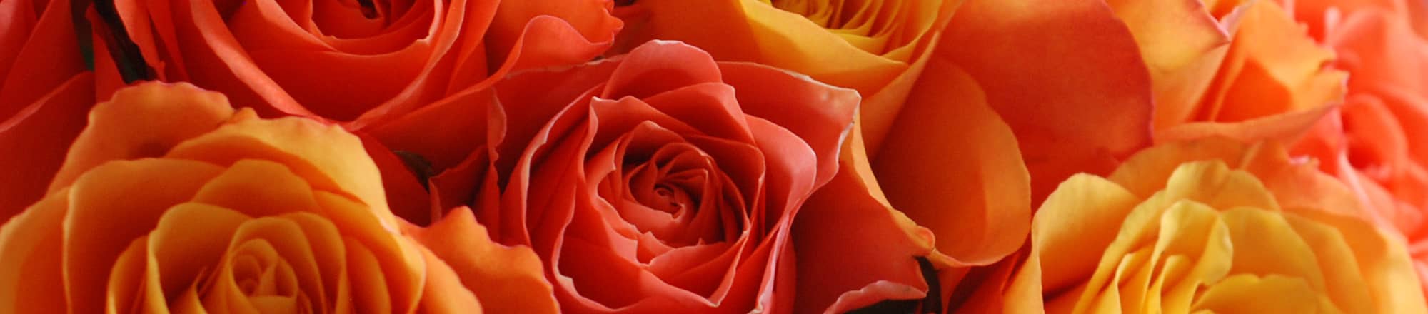 Find out which farm your rose comes from