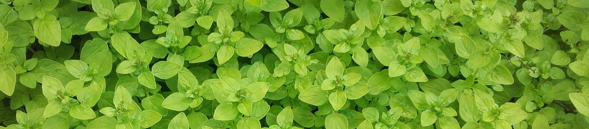 Marjoram & Oregano