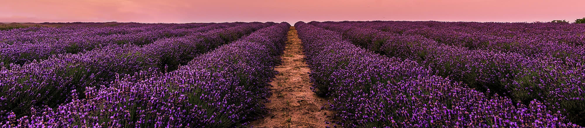 Lavanda - e vi sentite come se foste in Provenza