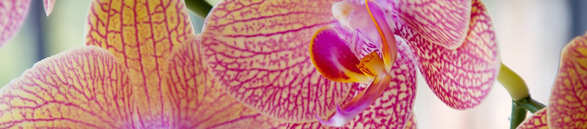 Notes d'orchidées? Seulement si vous les humées au bon moment ...