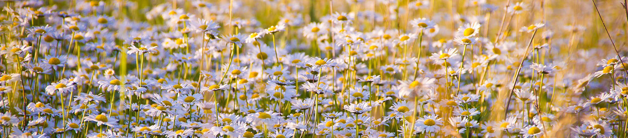 Shades of white & off-white