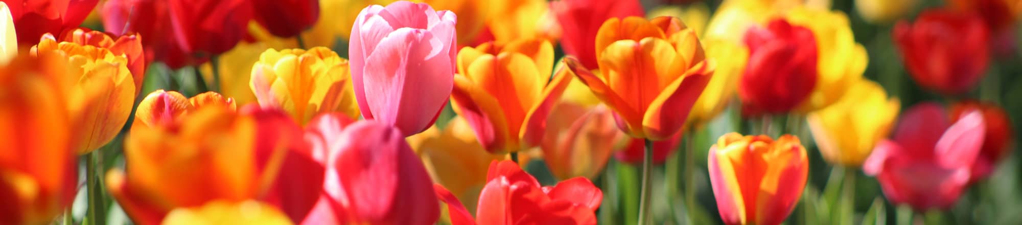 Frühling - steht für Neubeginn 