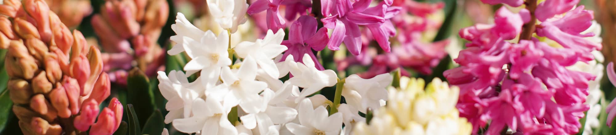 Flirt mit Frühlingsblumen