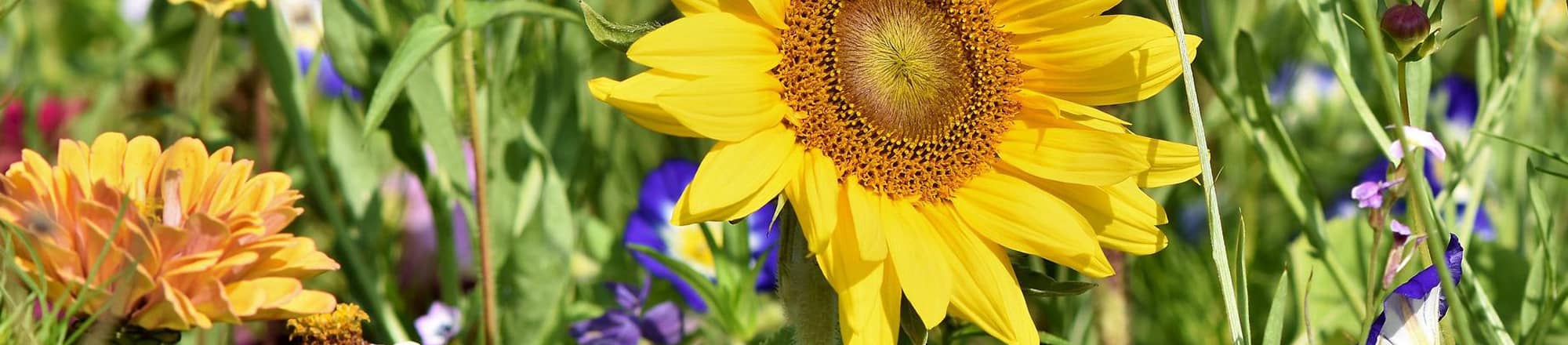 Les fleurs suisses n'ont que des avantages - économiques et écologiques