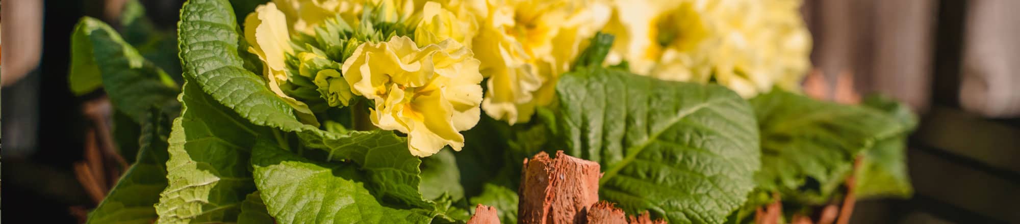 Sole puro - sensazione di primavera in casa 