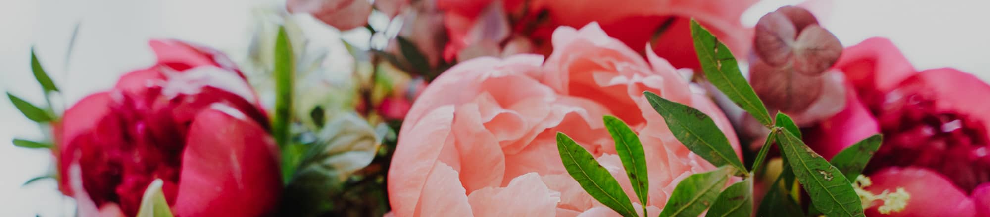 Le peonie sono fiori popolari per la Festa della Mamma