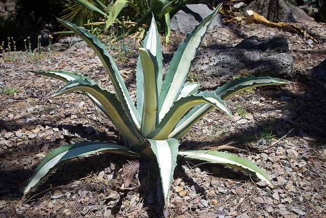 agave americana agave americana