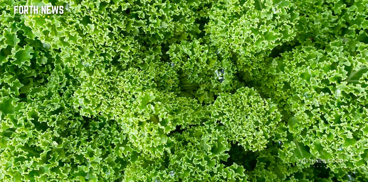 FORTH News How to Store Your Fresh Cut Kale to keep it Fresh