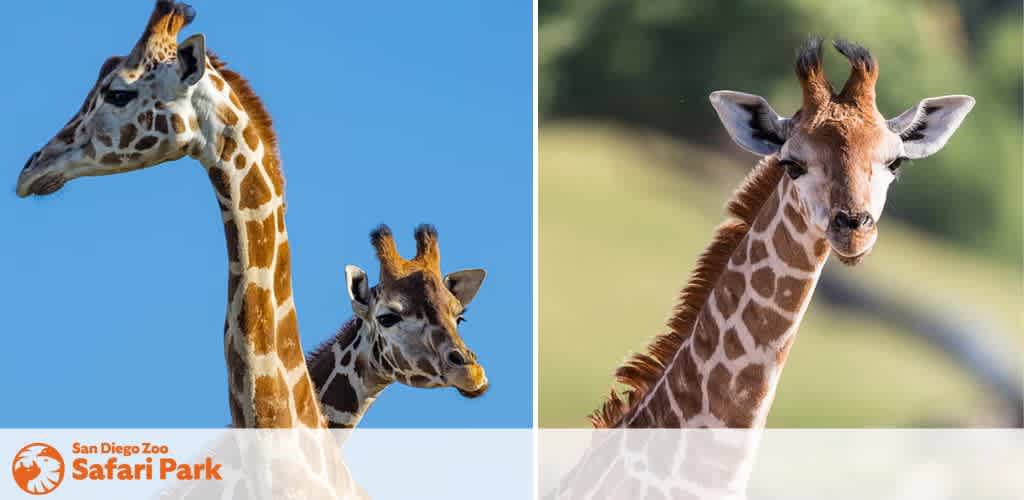Two giraffes on the left against a blue sky and one giraffe on the right with a blurred green background. San Diego Zoo Safari Park logo in the corner.