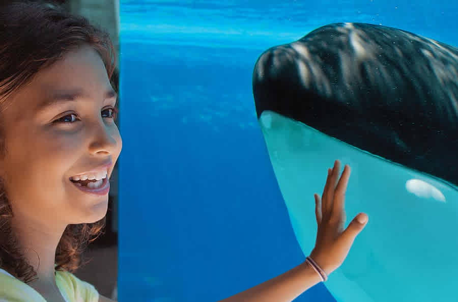 SeaWorld - Orlando