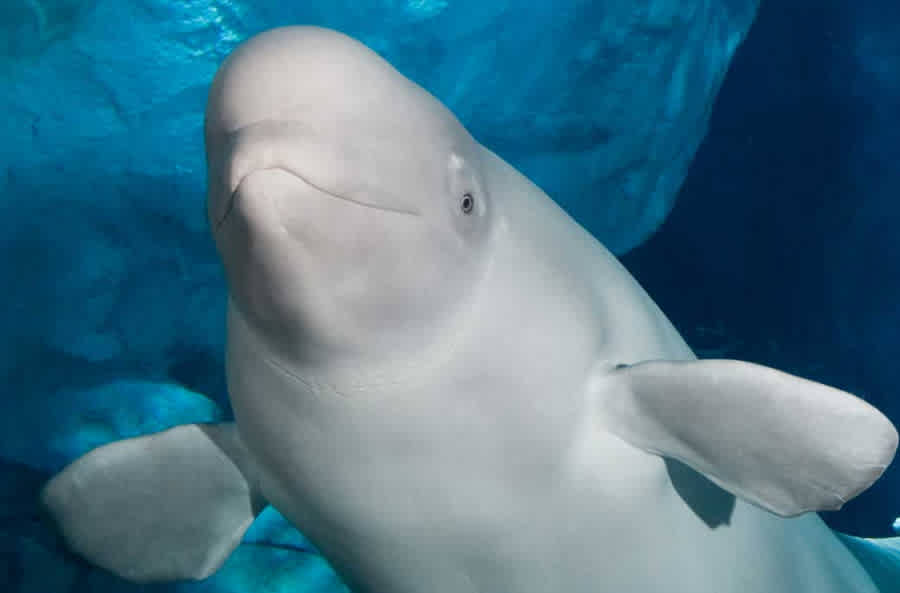 SeaWorld - Orlando