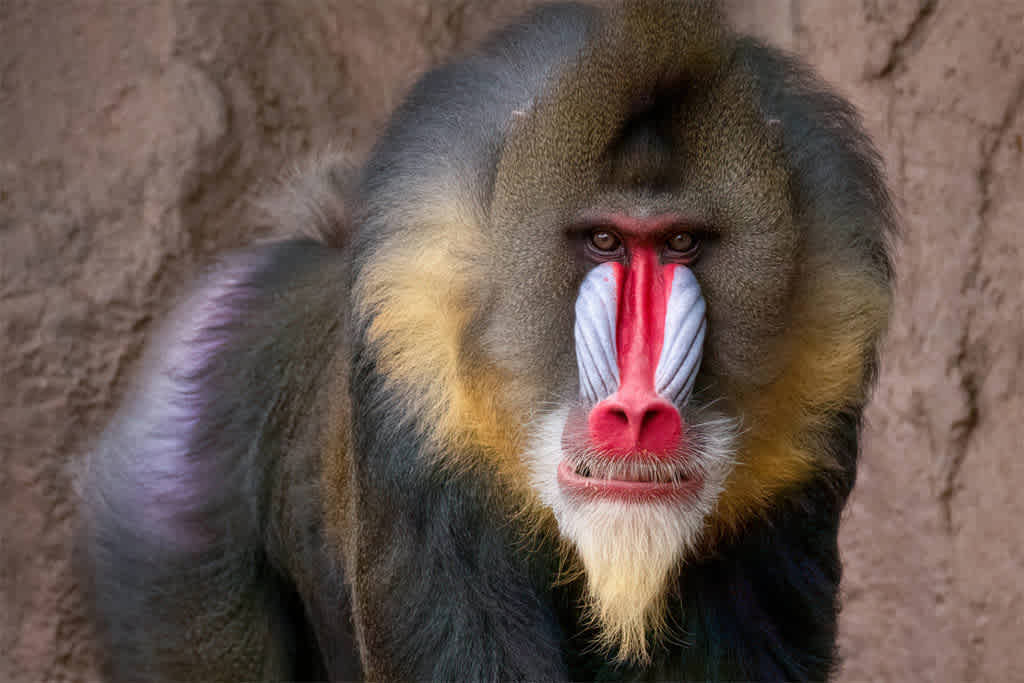 Close-up of a mandrill with distinctive red and blue facial markings.