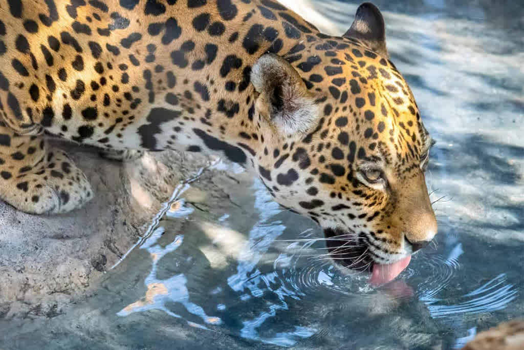 A jaguar laps water from a serene pool, its reflection visible in the surface.