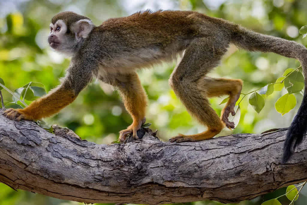A squirrel monkey walks along a tree branch with a lush green backdrop.