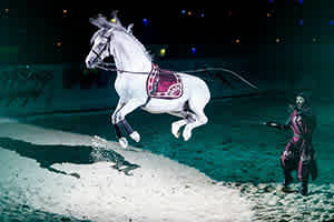 Majestic Horses - Medieval Times Califrornia discount tickets