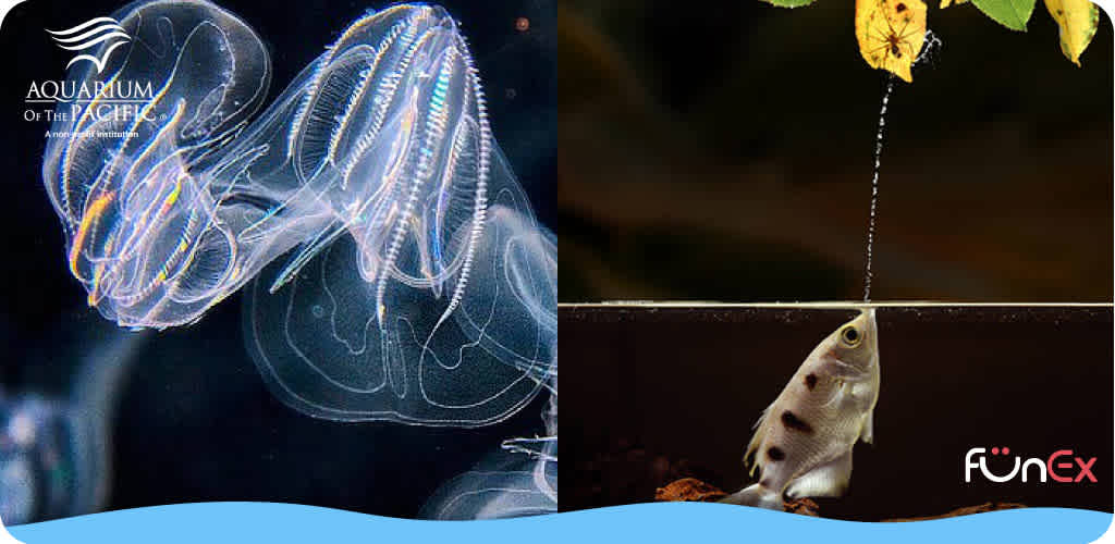 Aquarium of the Pacific discount ticket