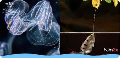 Aquarium of the Pacific discount ticket
