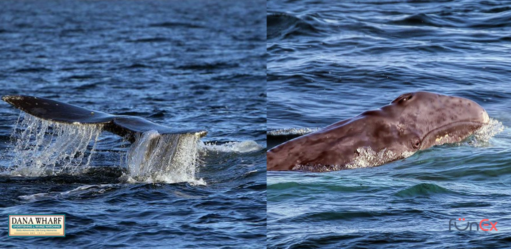 Dana Wharf Sports Fishing, Whale Watching and Wine Cruises Discounted Tickets from FunEx