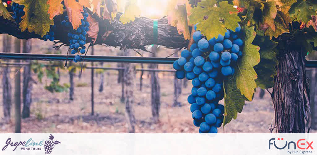 Grapeline Wine Tours discount tickets