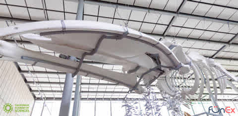 California Academy of Sciences discount tickets
