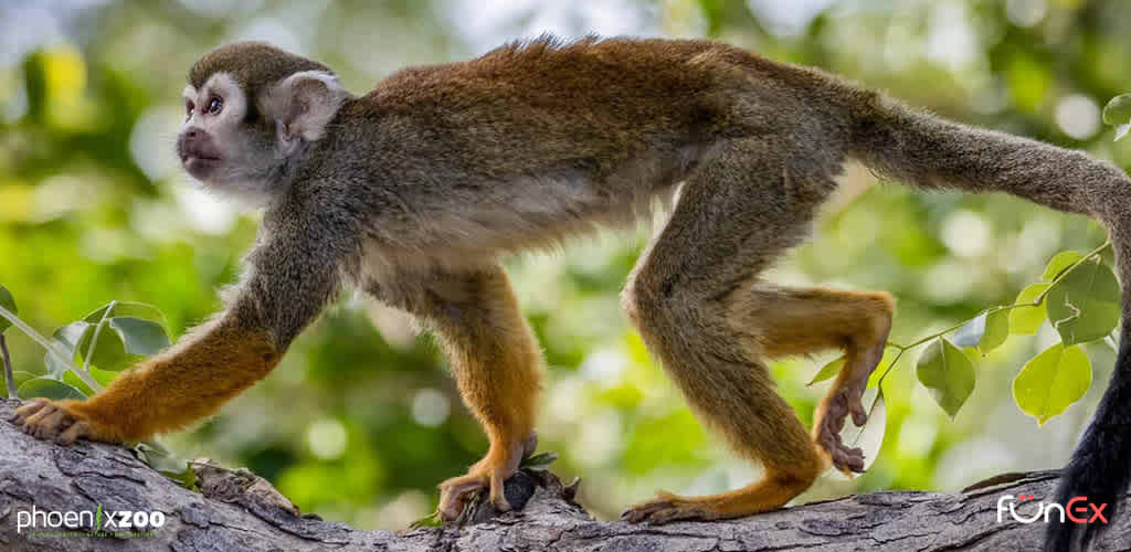 Phoenix Zoo discount tickets