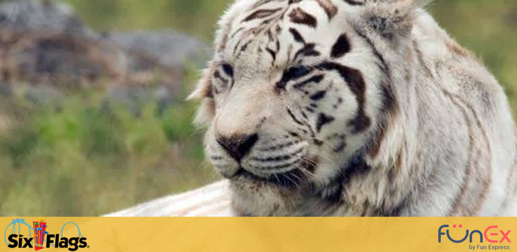Six Flags Great Adventure discount tickets