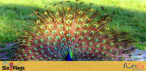 Six Flags Great Adventure discount tickets