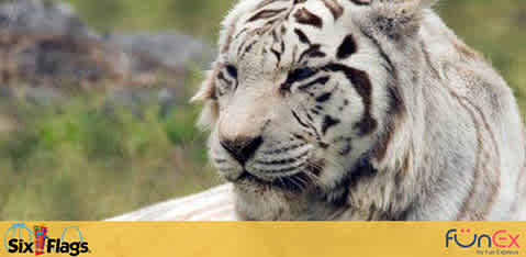 Six Flags Great Adventure discount tickets