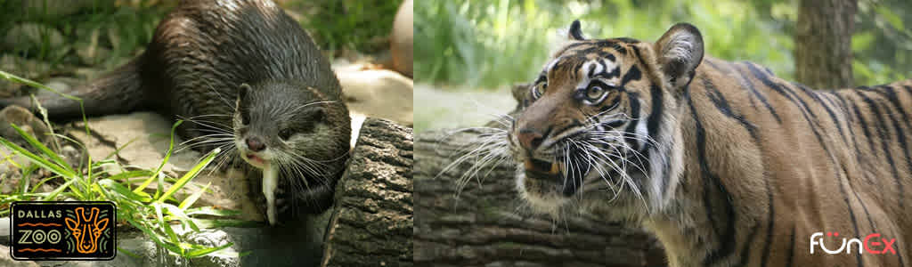 Dallas CityPASS Zoo funex discount tickets