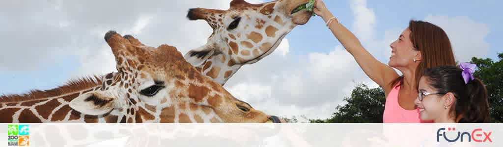 Miami Zoo discount tickets