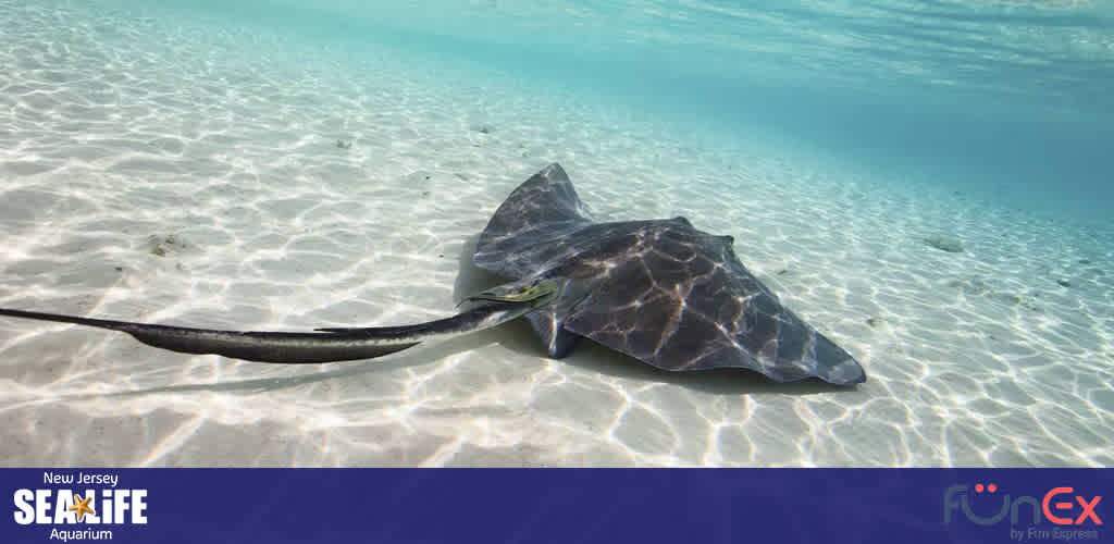 SEA Life Aquarium New Jersey discount tickets