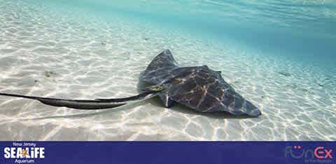 SEA Life Aquarium New Jersey discount tickets