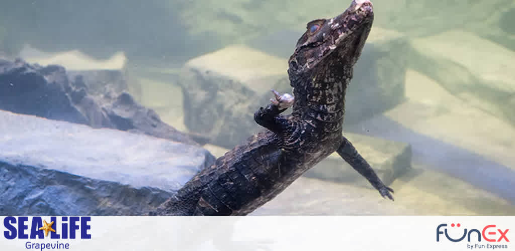 SEA Life Dallas discount tickets