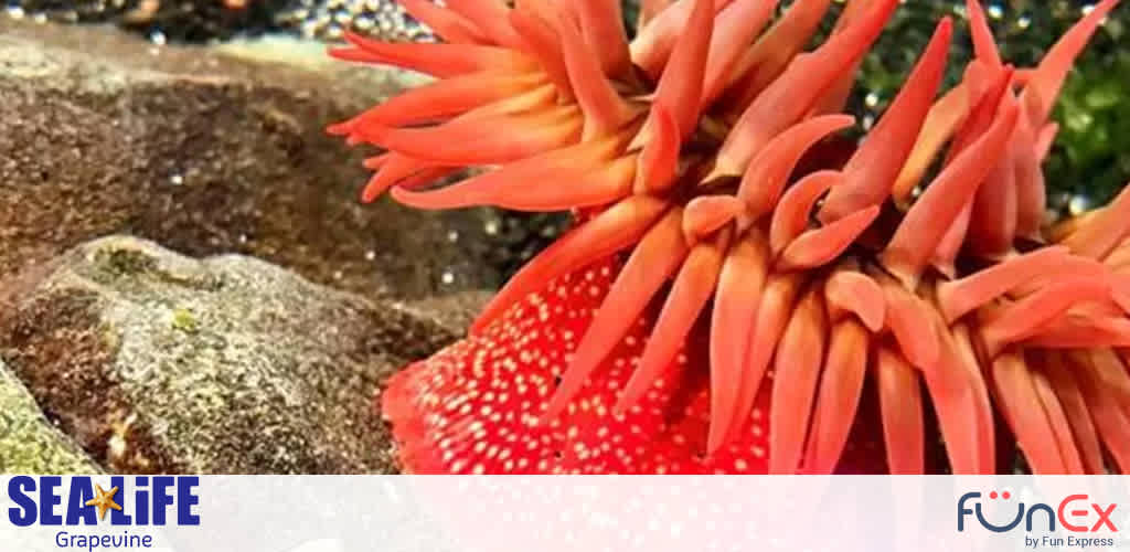 SEA Life Dallas discount tickets