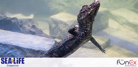 SEA Life Dallas discount tickets