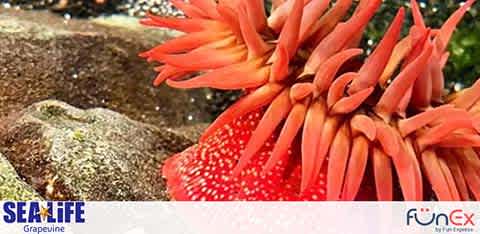 SEA Life Dallas discount tickets