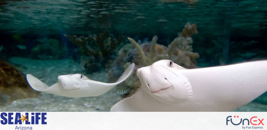 Sea Life Arizona discount tickets