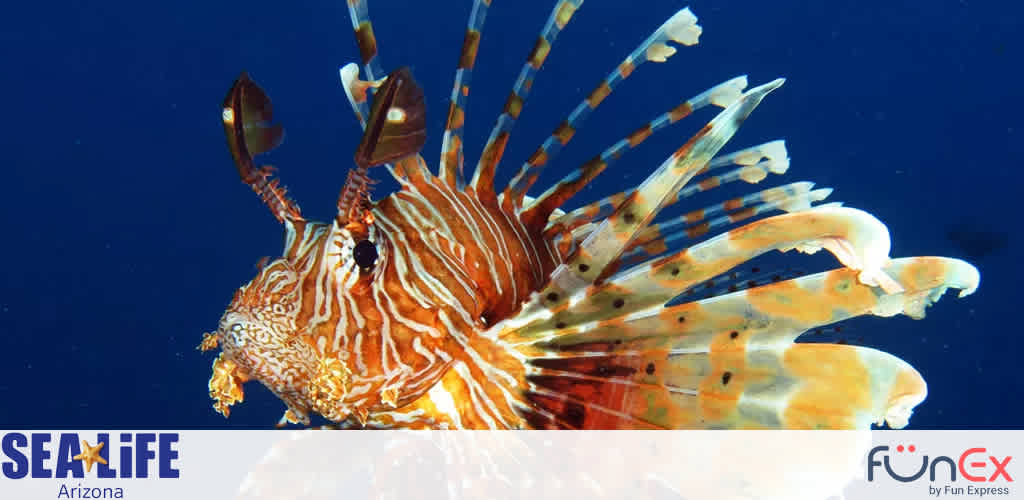 Sea Life Arizona discount tickets