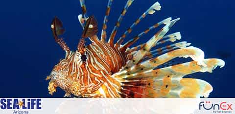 Sea Life Arizona discount tickets