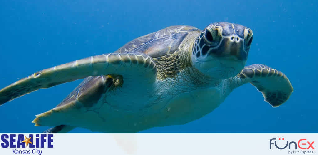 Sea Life Kansas City discount tickets