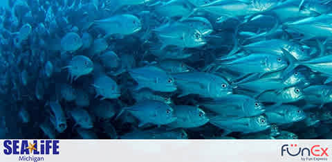 Sea Life Michigan discount tickets